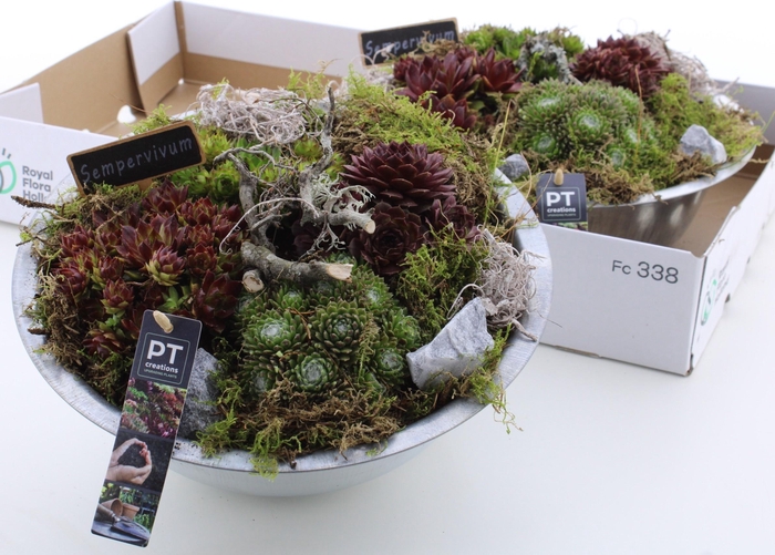 <h4>ARR SEMPERVIVUM</h4>