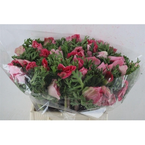 Anem Mistral Super Shoking Pink