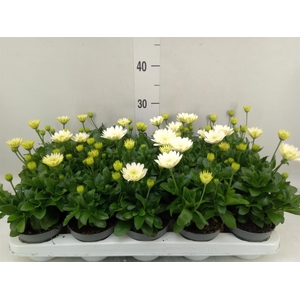 Osteospermum  '3D White'