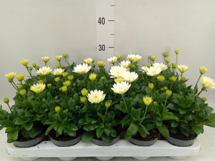 <h4>Osteospermum '3D White'</h4>