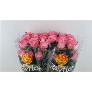 R GR PINK XPRESSION **