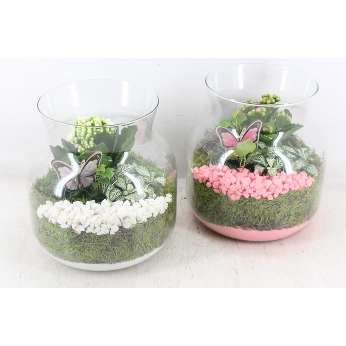 <h4>Arr2 Pl - Glas Candy X2 - Roze/wit</h4>