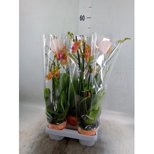 Phalaenopsis multi. 'Ant Bolgheri'