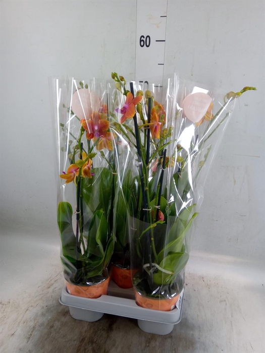 <h4>Phalaenopsis multi. 'Ant Bolgheri'</h4>