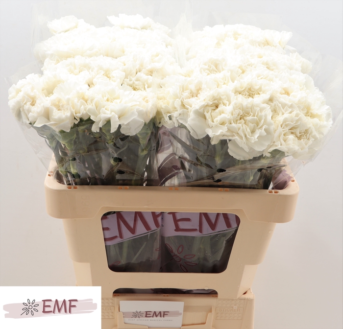 <h4>DI ST EVEREST</h4>