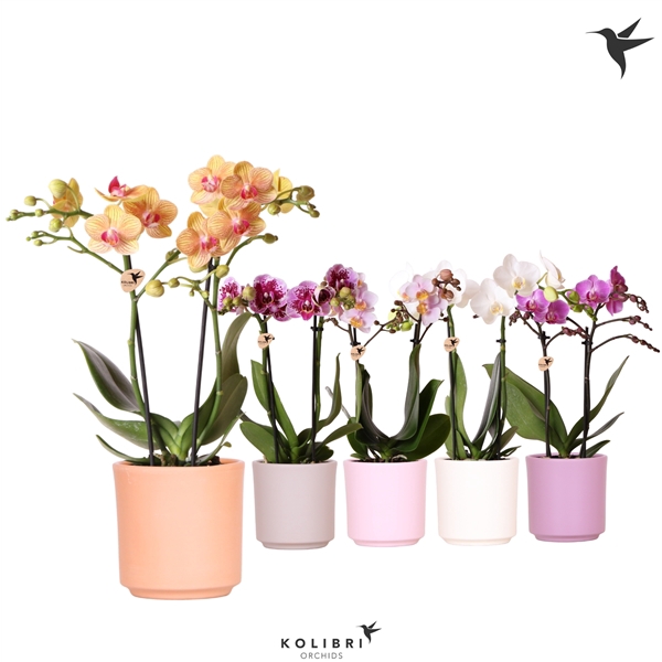 <h4>Kolibri Orchids Phalaenopsis 2 spike in Simplicity pot mix</h4>