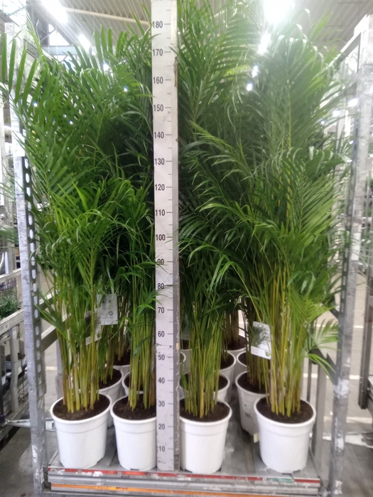 <h4>Dypsis lutescens   ...Chrysalidoca</h4>