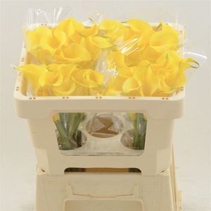Calla Gold Medal
