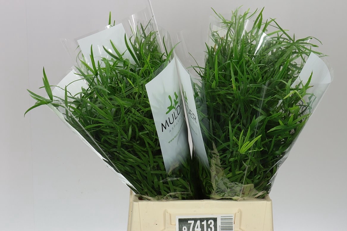 <h4>Asparagus Falcatus X25</h4>