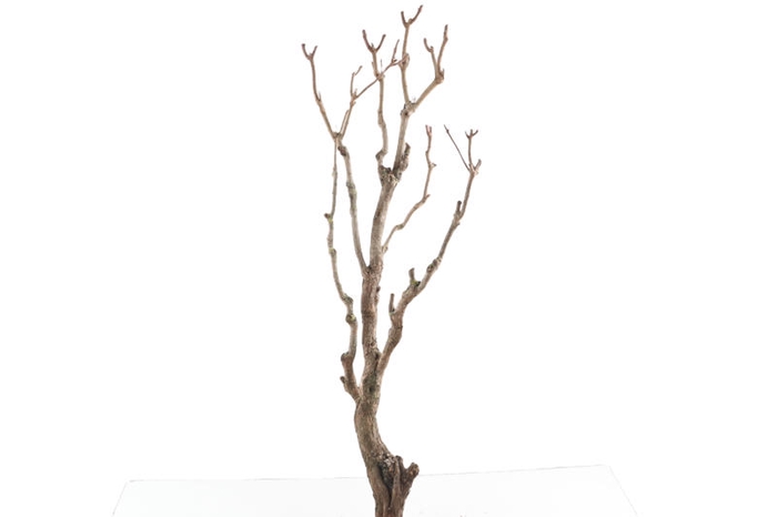Syringa Branch Extra Landini