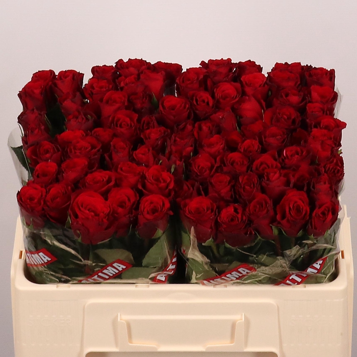 <h4>R GR UPPER CLASS</h4>