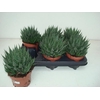 Aloe Aristata