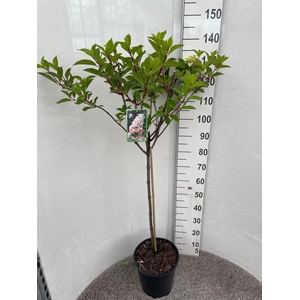 HYDR PANICULATA