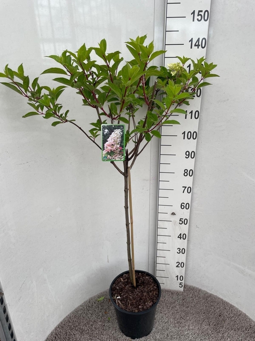 <h4>HYDR PANICULATA</h4>