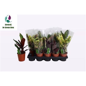 Calathea gemengd 4 soorten