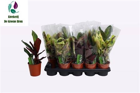 <h4>Calathea gemengd 4 soorten</h4>