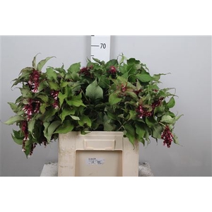 Leycesteria Formosa