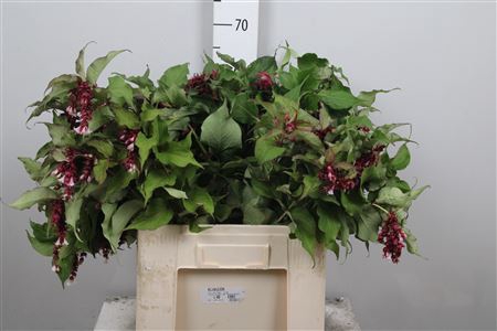<h4>Leycesteria Formosa</h4>
