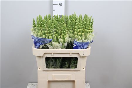 <h4>Antirrhinum majus 'Poto Ivory'</h4>