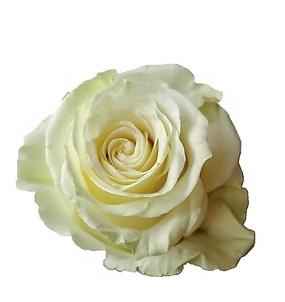 <h4>R GR MONDIAL</h4>