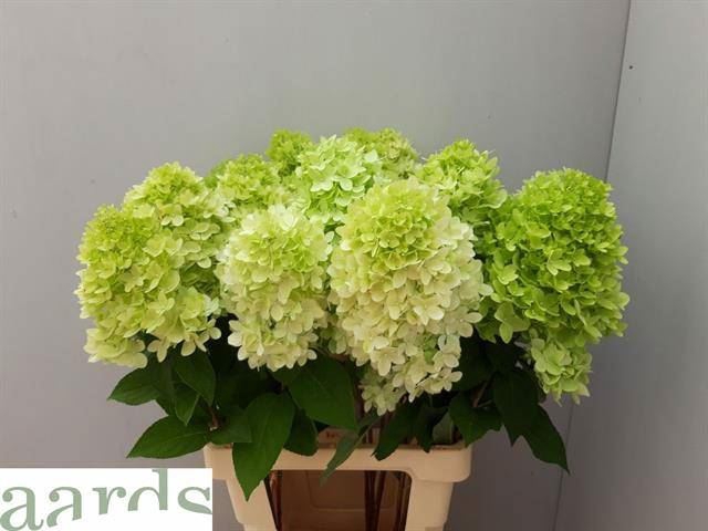 <h4>HYDR PA MAG CANDLE</h4>