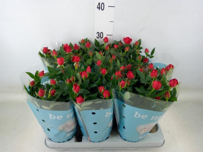 <h4>Rosa  'Jewel Hot'</h4>