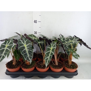 Alocasia amazonica 'Polly'