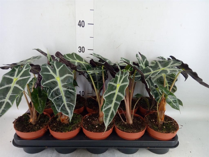 <h4>Alocasia amazonica 'Polly'</h4>