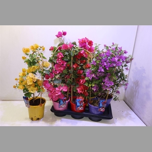 Bougainv Dania