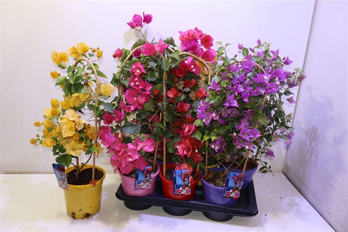 <h4>Bougainv Dania</h4>