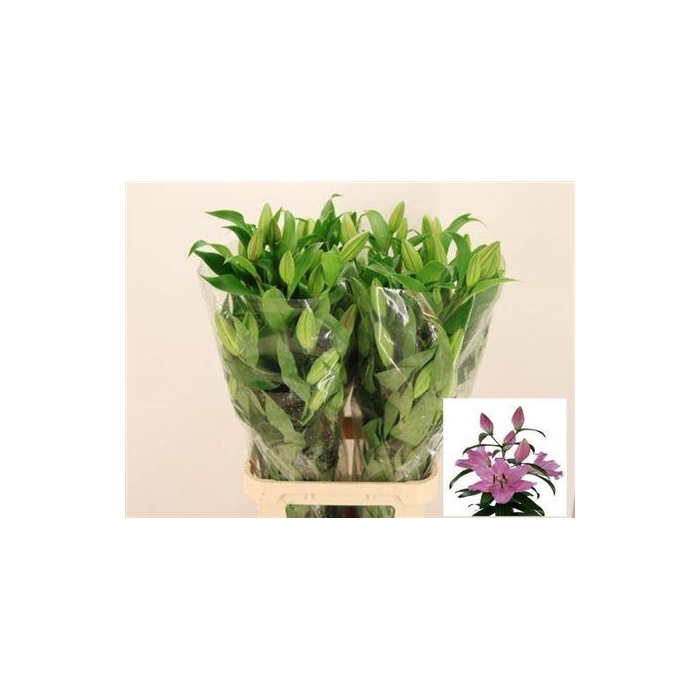 <h4>Li Ot Bellamonte</h4>