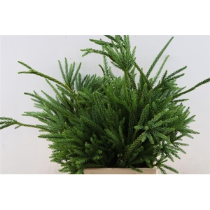 Cryptomeria Japonica Ballerina Bio