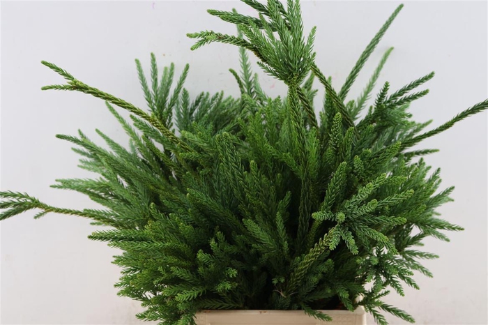 <h4>Cryptomeria Japonica Ballerina Bio</h4>