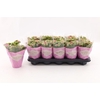 Kalanchoe Calandiva rose Le Chic