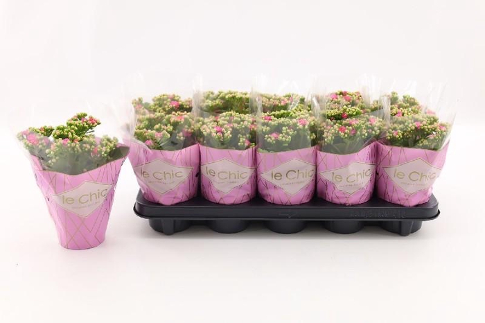 <h4>Kalanchoe Calandiva rose Le Chic</h4>