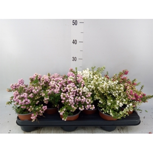 Gaultheria mucronata