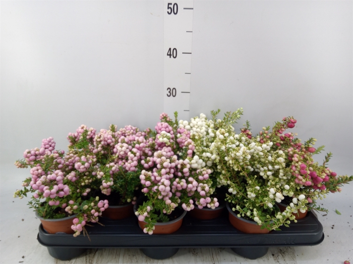 <h4>Gaultheria mucronata</h4>