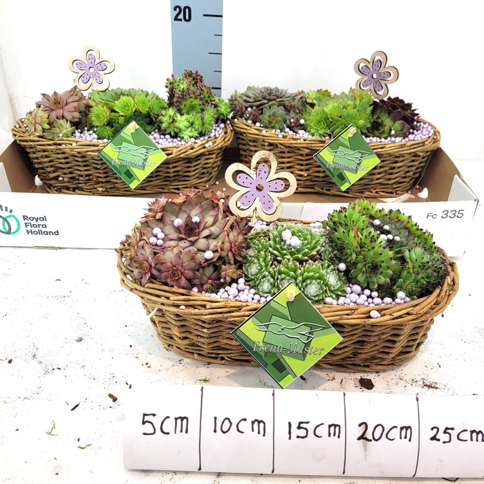 <h4>ARR TUINPLANTEN</h4>