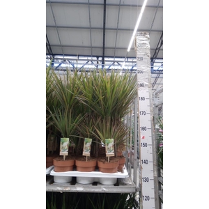 Dracaena marg. 'Bicolor'