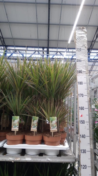 <h4>Dracaena marg. 'Bicolor'</h4>