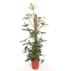Philodendron pedatum
