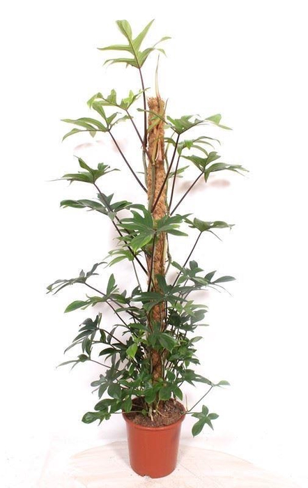 <h4>Philodendron pedatum</h4>