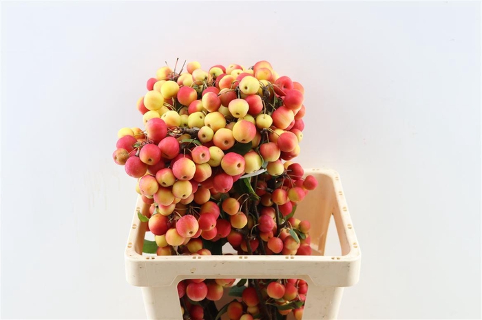 <h4>Malustak Red Sentinel Ex 60cm P Stem</h4>