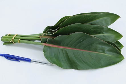 <h4>Strelitzia blad mini</h4>