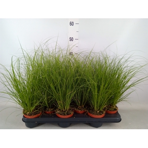 Carex  'ColorGrass Phoenix Green'