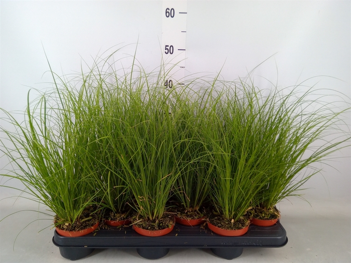 <h4>Carex  'ColorGrass Phoenix Green'</h4>