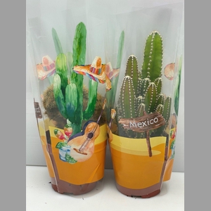 CACTUS GEM
