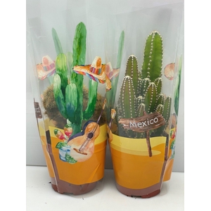 CACTUS GEM