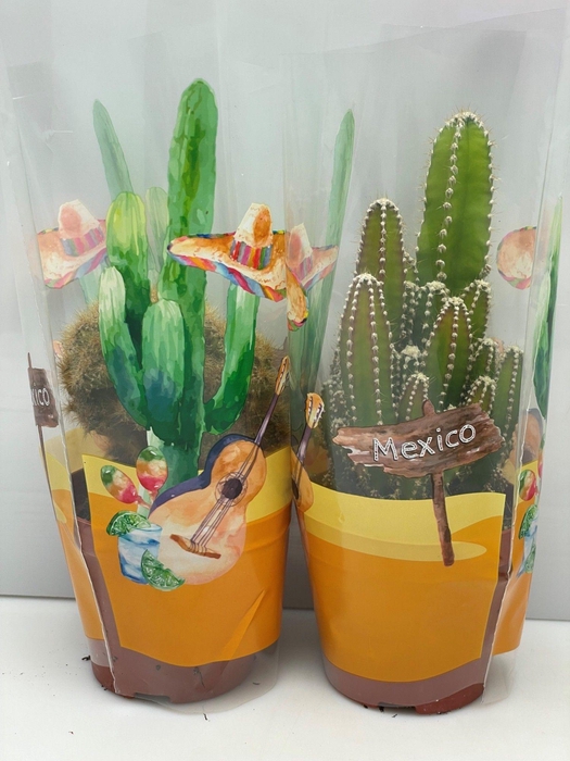 CACTUS GEM