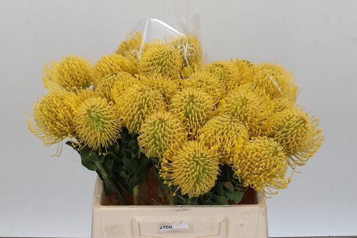 <h4>LEUCO CO HIGH GOLD</h4>